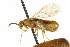  (Neodiprion annulus - CNCHYM 02444)  @11 [ ] CreativeCommons - Attribution (2011) CNC/CBG Photography Group Centre for Biodiversity Genomics