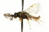  ( - CNCHYM 02446)  @11 [ ] CreativeCommons - Attribution (2011) CNC/CBG Photography Group Centre for Biodiversity Genomics