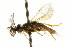  ( - CNCHYM 02447)  @11 [ ] CreativeCommons - Attribution (2011) CNC/CBG Photography Group Centre for Biodiversity Genomics