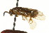  (Neodiprion pratti - CNCHYM 02448)  @11 [ ] CreativeCommons - Attribution (2011) CNC/CBG Photography Group Centre for Biodiversity Genomics