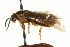  ( - CNCHYM 02449)  @11 [ ] CreativeCommons - Attribution (2011) CNC/CBG Photography Group Centre for Biodiversity Genomics