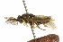  ( - CNCHYM 02450)  @11 [ ] CreativeCommons - Attribution (2011) CNC/CBG Photography Group Centre for Biodiversity Genomics