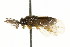  ( - CNCHYM 02451)  @11 [ ] CreativeCommons - Attribution (2011) CNC/CBG Photography Group Centre for Biodiversity Genomics