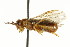  ( - CNCHYM 02456)  @11 [ ] CreativeCommons - Attribution (2011) CNC/CBG Photography Group Centre for Biodiversity Genomics