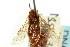  ( - CNCHYM 02457)  @11 [ ] CreativeCommons - Attribution (2011) CNC/CBG Photography Group Centre for Biodiversity Genomics