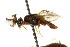  ( - CNCHYM 02458)  @11 [ ] CreativeCommons - Attribution (2011) CNC/CBG Photography Group Centre for Biodiversity Genomics