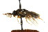  ( - CNCHYM 02459)  @11 [ ] CreativeCommons - Attribution (2011) CNC/CBG Photography Group Centre for Biodiversity Genomics