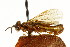  (Neodiprion virginianus - CNCHYM 02461)  @11 [ ] CreativeCommons - Attribution (2011) CNC/CBG Photography Group Centre for Biodiversity Genomics
