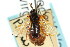  ( - CNCHYM 02462)  @11 [ ] CreativeCommons - Attribution (2011) CNC/CBG Photography Group Centre for Biodiversity Genomics