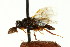  ( - CNCHYM 02463)  @11 [ ] CreativeCommons - Attribution (2011) CNC/CBG Photography Group Centre for Biodiversity Genomics