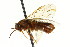  (Neodiprion burkei - CNCHYM 02464)  @11 [ ] CreativeCommons - Attribution (2011) CNC/CBG Photography Group Centre for Biodiversity Genomics