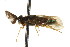  ( - CNCHYM 02466)  @11 [ ] CreativeCommons - Attribution (2011) CNC/CBG Photography Group Centre for Biodiversity Genomics