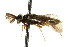  ( - CNCHYM 02467)  @11 [ ] CreativeCommons - Attribution (2011) CNC/CBG Photography Group Centre for Biodiversity Genomics