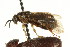  (Neodiprion maurus - CNCHYM 02469)  @11 [ ] CreativeCommons - Attribution (2011) CNC/CBG Photography Group Centre for Biodiversity Genomics
