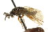  ( - CNCHYM 02470)  @11 [ ] CreativeCommons - Attribution (2011) CNC/CBG Photography Group Centre for Biodiversity Genomics