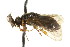  ( - CNCHYM 02471)  @11 [ ] CreativeCommons - Attribution (2011) CNC/CBG Photography Group Centre for Biodiversity Genomics