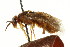 ( - CNCHYM 02476)  @11 [ ] CreativeCommons - Attribution (2011) CNC/CBG Photography Group Centre for Biodiversity Genomics