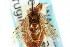  ( - CNCHYM 02477)  @11 [ ] CreativeCommons - Attribution (2011) CNC/CBG Photography Group Centre for Biodiversity Genomics