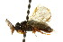  ( - CNCHYM 02478)  @11 [ ] CreativeCommons - Attribution (2011) CNC/CBG Photography Group Centre for Biodiversity Genomics