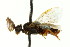  (Neodiprion rugifrons - CNCHYM 02479)  @11 [ ] CreativeCommons - Attribution (2011) CNC/CBG Photography Group Centre for Biodiversity Genomics