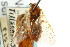  ( - CNCHYM 02480)  @11 [ ] CreativeCommons - Attribution (2011) CNC/CBG Photography Group Centre for Biodiversity Genomics