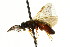  ( - CNCHYM 02482)  @11 [ ] CreativeCommons - Attribution (2011) CNC/CBG Photography Group Centre for Biodiversity Genomics