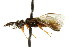  ( - CNCHYM 02483)  @11 [ ] CreativeCommons - Attribution (2011) CNC/CBG Photography Group Centre for Biodiversity Genomics