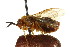  ( - CNCHYM 02484)  @11 [ ] CreativeCommons - Attribution (2011) CNC/CBG Photography Group Centre for Biodiversity Genomics