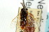  ( - CNCHYM 02487)  @11 [ ] CreativeCommons - Attribution (2011) CNC/CBG Photography Group Centre for Biodiversity Genomics