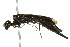  (Xiphydria hicoriae - CNCHYM 02518)  @11 [ ] CreativeCommons - Attribution (2011) CNC/CBG Photography Group Centre for Biodiversity Genomics