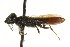  ( - CNCHYM 02526)  @12 [ ] CreativeCommons - Attribution (2011) CNC/CBG Photography Group Centre for Biodiversity Genomics