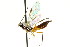  ( - CNCHYM 02539)  @11 [ ] CreativeCommons - Attribution (2011) CNC/CBG Photography Group Centre for Biodiversity Genomics