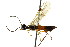  ( - CNCHYM 02545)  @13 [ ] CreativeCommons - Attribution (2011) CNC/CBG Photography Group Centre for Biodiversity Genomics