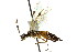  ( - CNCHYM 02546)  @11 [ ] CreativeCommons - Attribution (2011) CNC/CBG Photography Group Centre for Biodiversity Genomics