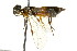  ( - CNCHYM 02549)  @13 [ ] CreativeCommons - Attribution (2011) CNC/CBG Photography Group Centre for Biodiversity Genomics