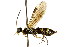  (Cephus pygmeus - CNCHYM 02554)  @14 [ ] CreativeCommons - Attribution (2011) CNC/CBG Photography Group Centre for Biodiversity Genomics