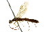  ( - CNCHYM 02567)  @11 [ ] CreativeCommons - Attribution (2011) CNC/CBG Photography Group Centre for Biodiversity Genomics