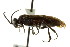  (Dolerus parasericeus - CNCHYM 02620)  @11 [ ] CreativeCommons - Attribution (2011) CNC/CBG Photography Group Centre for Biodiversity Genomics