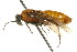  ( - CNCHYM 02627)  @13 [ ] CreativeCommons - Attribution (2011) CNC/CBG Photography Group Centre for Biodiversity Genomics