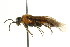  ( - CNCHYM 02628)  @13 [ ] CreativeCommons - Attribution (2011) CNC/CBG Photography Group Centre for Biodiversity Genomics