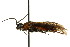  ( - CNCHYM 02714)  @13 [ ] CreativeCommons - Attribution (2011) CNC/CBG Photography Group Centre for Biodiversity Genomics