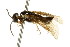  ( - CNCHYM 02795)  @11 [ ] CreativeCommons - Attribution (2011) CNC/CBG Photography Group Centre for Biodiversity Genomics