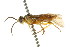  ( - CNCHYM 02796)  @11 [ ] CreativeCommons - Attribution (2011) CNC/CBG Photography Group Centre for Biodiversity Genomics