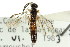  ( - CNCHYM 02802)  @11 [ ] CreativeCommons - Attribution (2011) CNC/CBG Photography Group Centre for Biodiversity Genomics