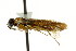  ( - CNCHYM 02804)  @11 [ ] CreativeCommons - Attribution (2011) CNC/CBG Photography Group Centre for Biodiversity Genomics