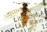  ( - CNCHYM 02812)  @11 [ ] CreativeCommons - Attribution (2011) CNC/CBG Photography Group Centre for Biodiversity Genomics