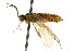  ( - CNCHYM 02813)  @11 [ ] CreativeCommons - Attribution (2011) CNC/CBG Photography Group Centre for Biodiversity Genomics