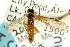  ( - CNCHYM 02815)  @11 [ ] CreativeCommons - Attribution (2011) CNC/CBG Photography Group Centre for Biodiversity Genomics