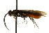  (Strongylogaster tacita - CNCHYM 02846)  @14 [ ] CreativeCommons - Attribution (2011) CNC/CBG Photography Group Centre for Biodiversity Genomics