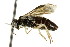  ( - CNCHYM 02863)  @12 [ ] CreativeCommons - Attribution (2011) CNC/CBG Photography Group Centre for Biodiversity Genomics